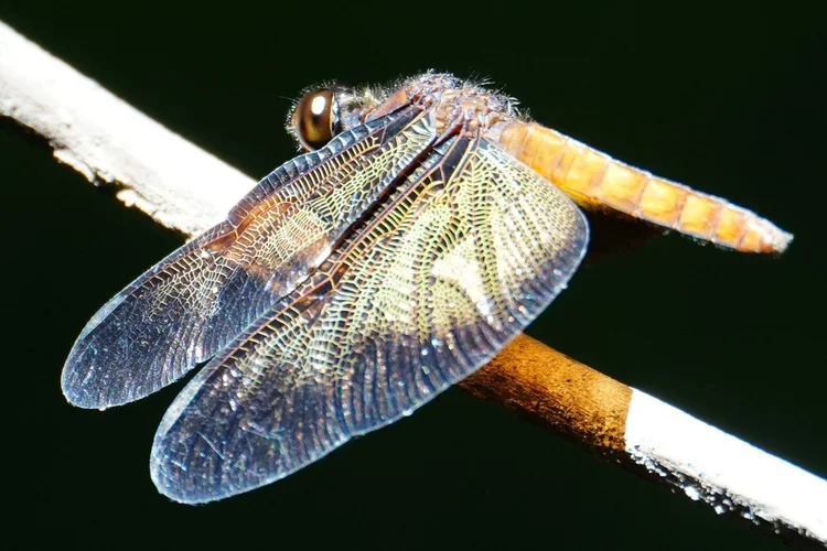A dragonfly, likely a skimmer (family Libellulidae), rests with its intricately veined wings spread. Its early life was spent underwater.