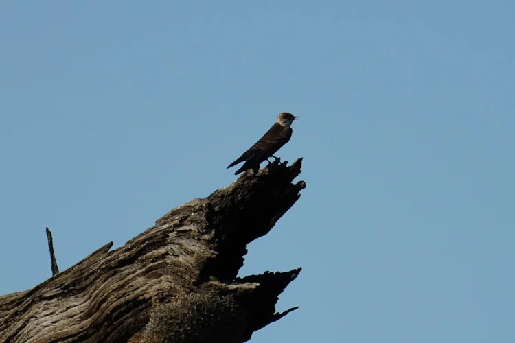A martin, likely a species of Progne, perches with its bill open. The shaded plumage leaves its species uncertain.