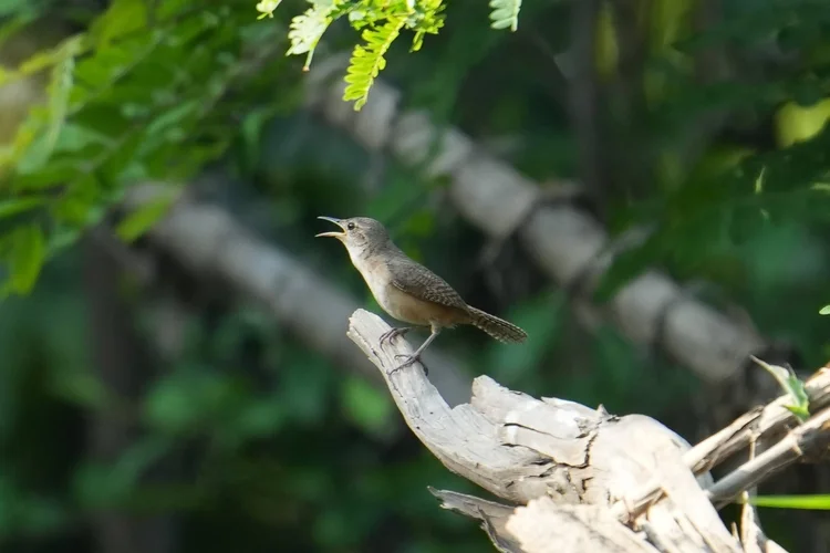 A southern house wren (Troglodytes musculus) perches with its bill open on a broken branch.