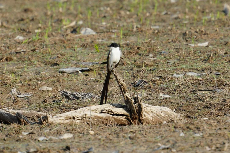 A fork-tailed flycatcher (Tyrannus savana) sits on a low snag, its long tail nearly touching the ground.