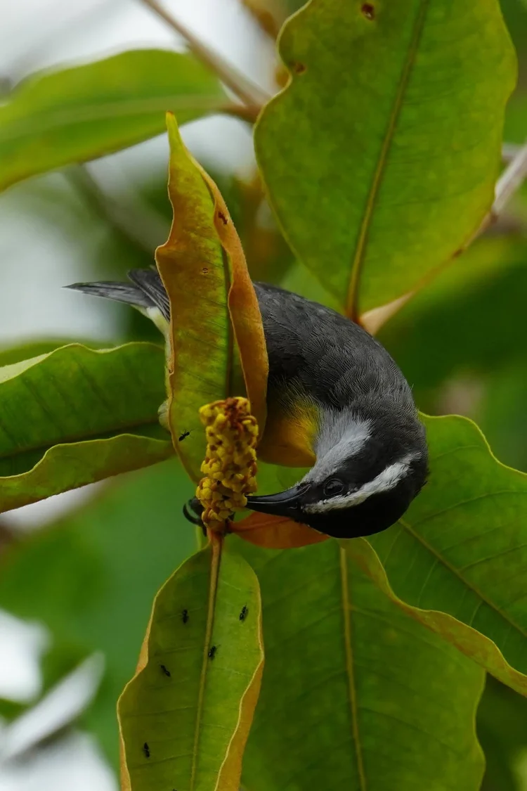 A bananaquit (Coereba flaveola) bends toward a flower cluster, its slender curved bill probing the blossoms.