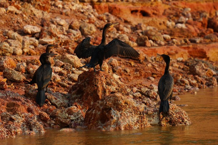 Neotropic cormorants (Nannopterum brasilianum) gather on a rust-coloured bank, one spreading its wings.