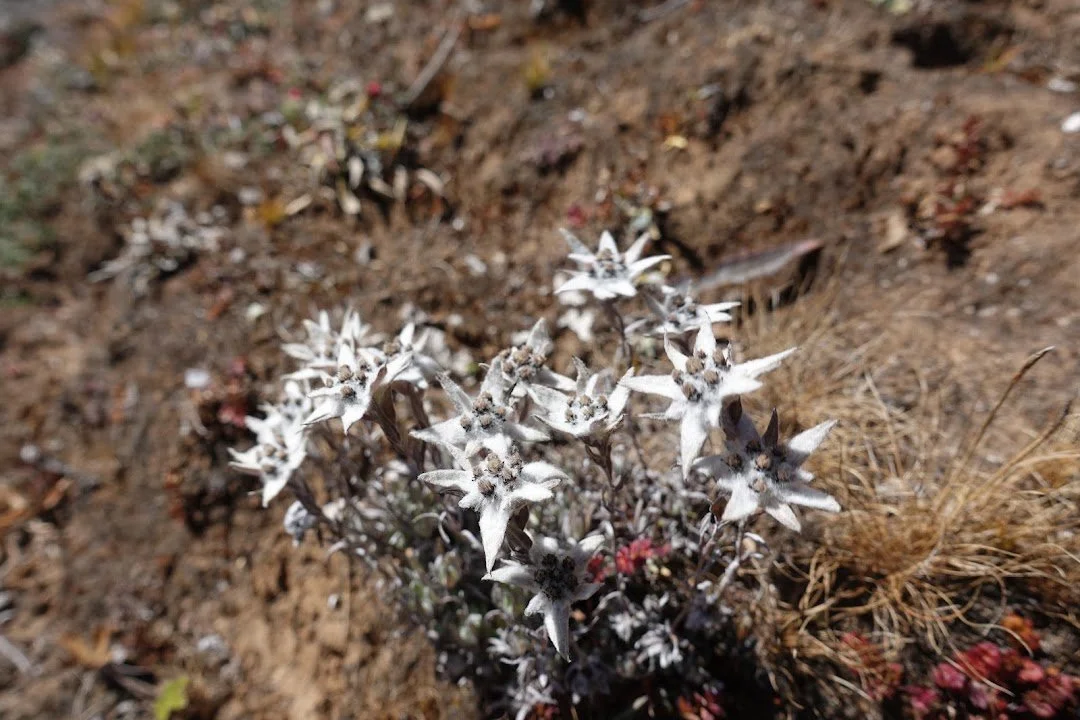 A clump of edelweiss (Leontopodium sp.) stands out against the bare, dry ground.