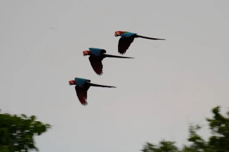 Three macaws, probably red-and-green macaws (Ara chloropterus), fly through fading light above the canopy.