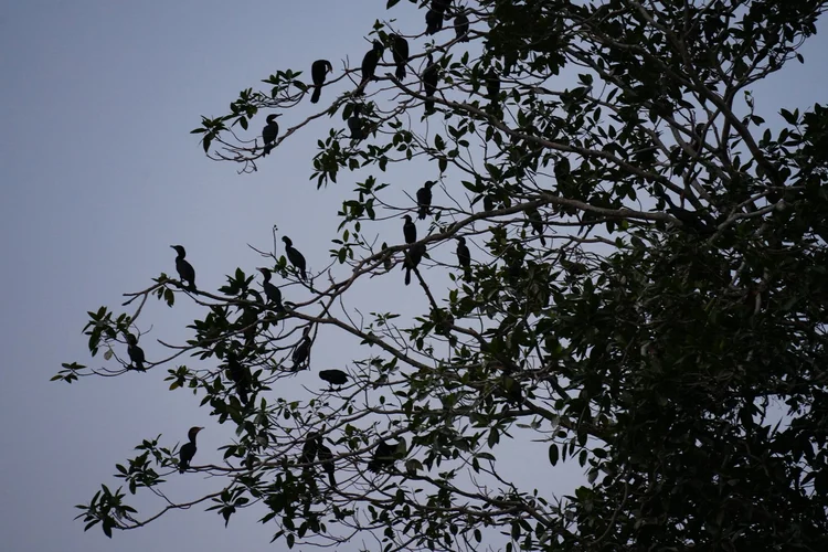 Cormorants, likely Neotropic cormorants (Nannopterum brasilianum), gather in a riverside tree as evening falls.
