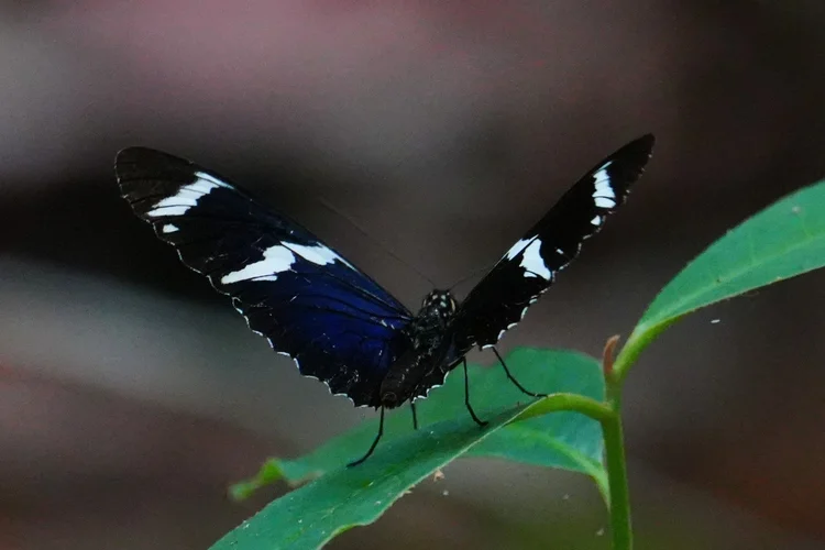 A bluewing butterfly, probably a species of Myscelia, rests with its wings partly open, white patches catching the light.