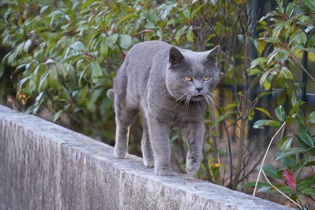 A grey domestic cat (Felis catus) walks along a stone wall on Lion Hill.