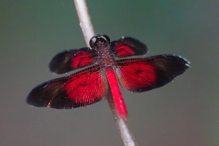 Probably a blackwing dragonfly (Diastatops sp.), resting with crimson panels framed by dark wing margins.