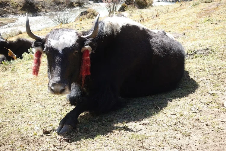 Red tassels frame the face of a resting yak with a striking white forelock.