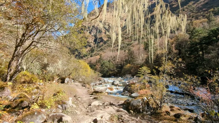 Long strands of lichen hang above the river-side trail.