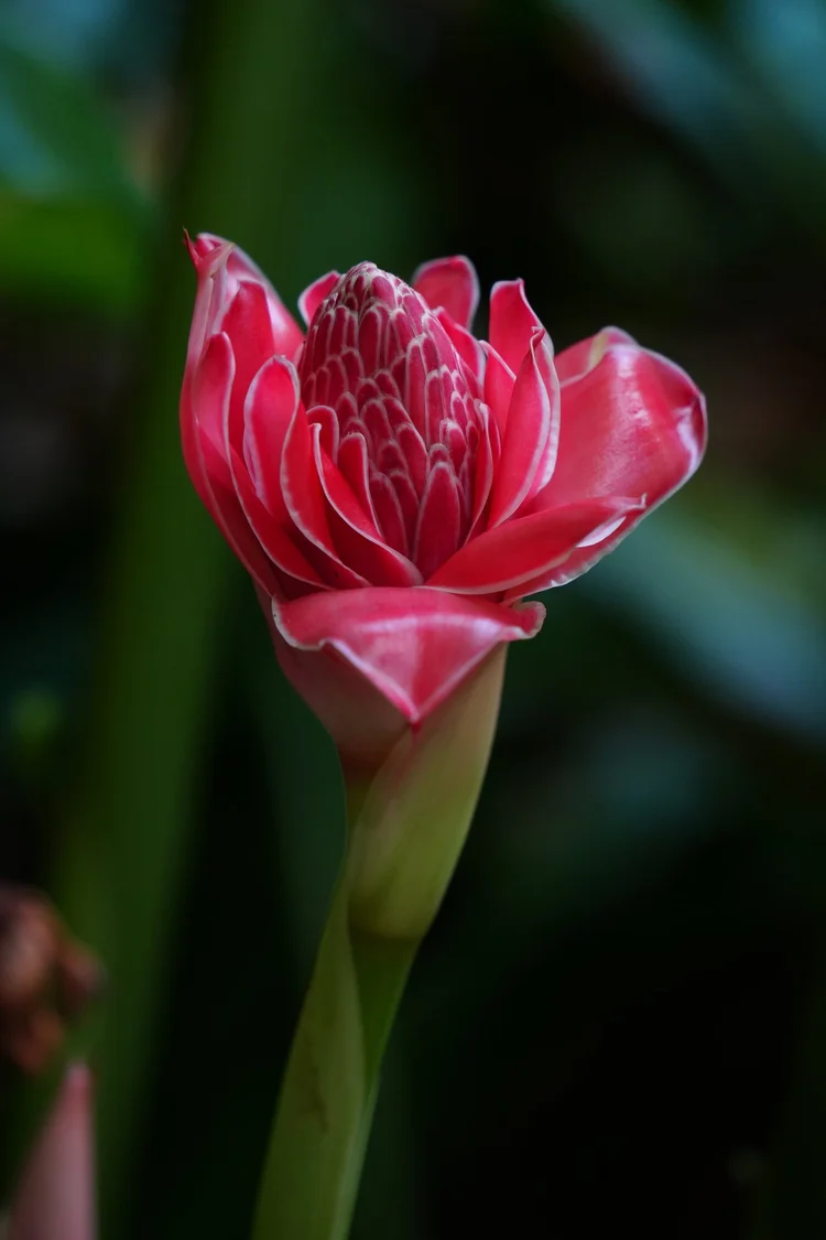 Torch ginger (Etlingera elatior) flowers in a Belém garden. The large pink bracts surround much smaller flowers.