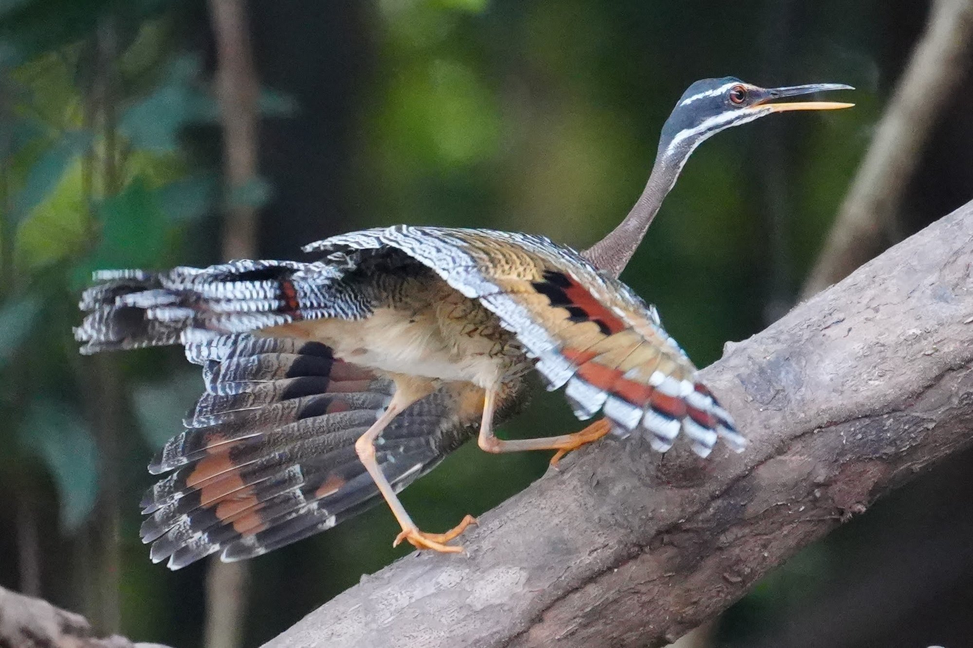 A sunbittern (Eurypyga helias) opens its wings along a fallen trunk, revealing chestnut, gold and black markings hidden when the wings are folded.