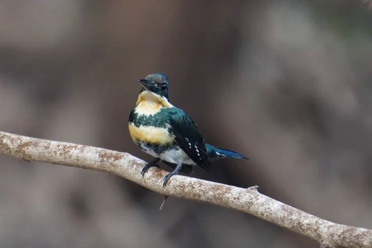 A female green kingfisher (Chloroceryle americana) faces forward, two dark green bands crossing her pale underparts.