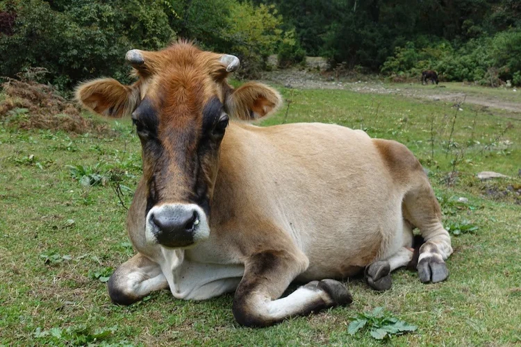A domestic cow rests in a grassy clearing beside the route.