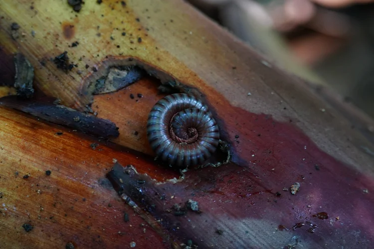 A millipede (class Diplopoda) curls tightly on fallen plant material, protecting its legs and soft underside.