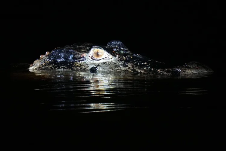 Probably a black caiman (Melanosuchus niger), with eyes and the top of its head emerging from the dark water.