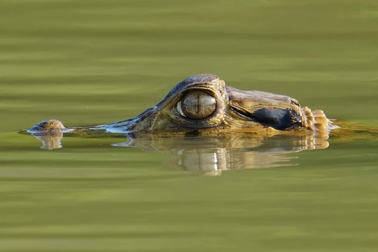 Probably a spectacled caiman (Caiman crocodilus), watching and breathing with only the top of its head above the surface.