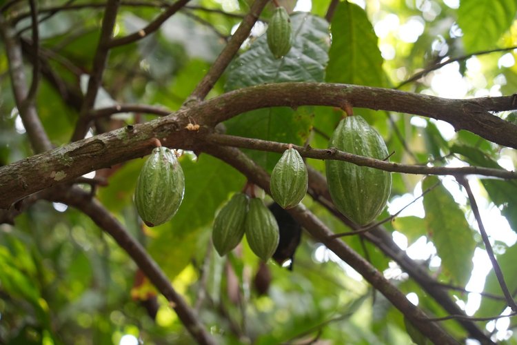 Green cacao pods (Theobroma cacao) grow directly from woody branches. Their seeds are the starting point for chocolate.