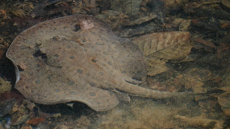 A freshwater stingray (Potamotrygon sp.) lies over submerged leaves, its mottled disc close to the bottom.