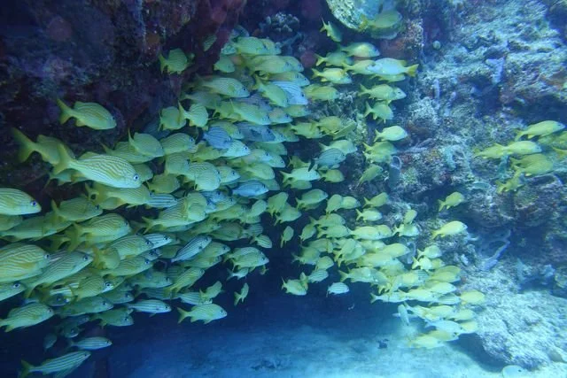 A dense school of yellow-striped grunts gathers beside a shaded reef opening.