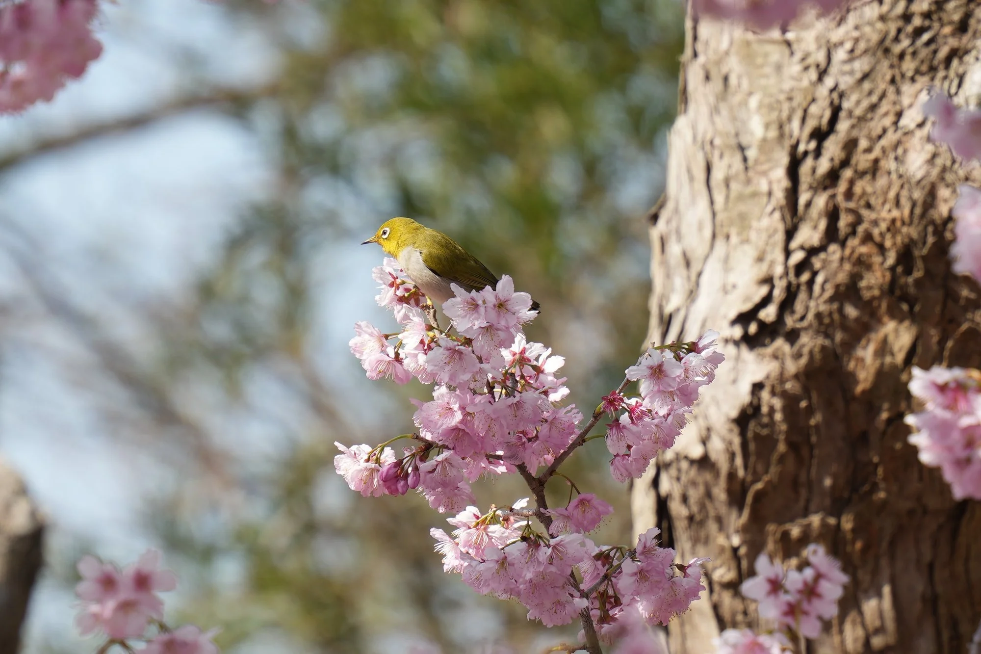 A white-eye (Zosterops sp.) perches among pink blossoms at Shengtian Park on Nangan.