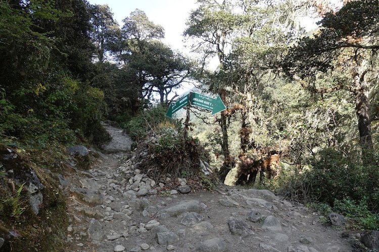 A trail sign points towards Jomolhari base camp at a junction in the forest.