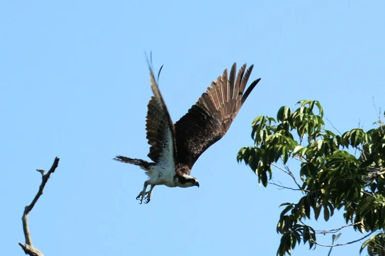 An osprey (Pandion haliaetus) takes flight beside the Rio Negro. Its curved talons are made for gripping slippery fish.