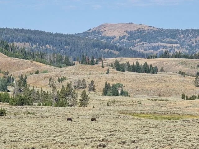 Two American bison (Bison bison) graze in a broad meadow below forested hills.