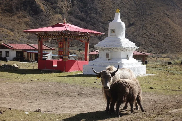 A yak and calf stand together in front of Soe’s white stupa and red prayer-wheel pavilion.