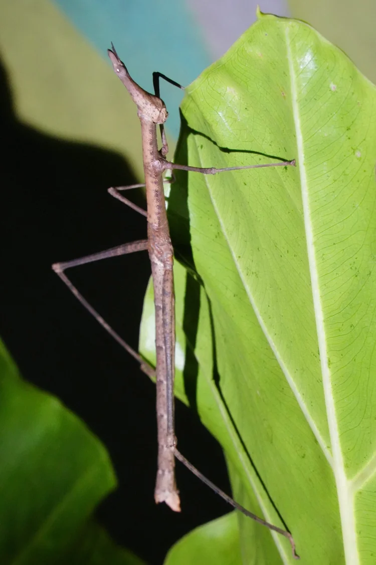 A stick grasshopper (family Proscopiidae) clings to a leaf after dusk, its long body and elongated head mimicking stems.