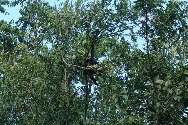 A spider monkey (Ateles sp.) hangs among leafy branches in the forest canopy.
