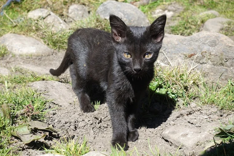 A black kitten pauses among grass and stones.