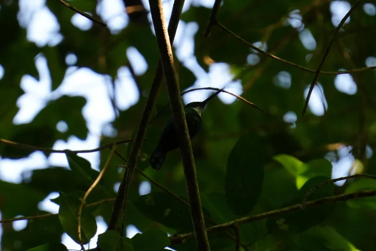 A jacamar (Galbula sp.) perches deep in the shade. Its long bill and pale throat are visible, but the species remains uncertain.