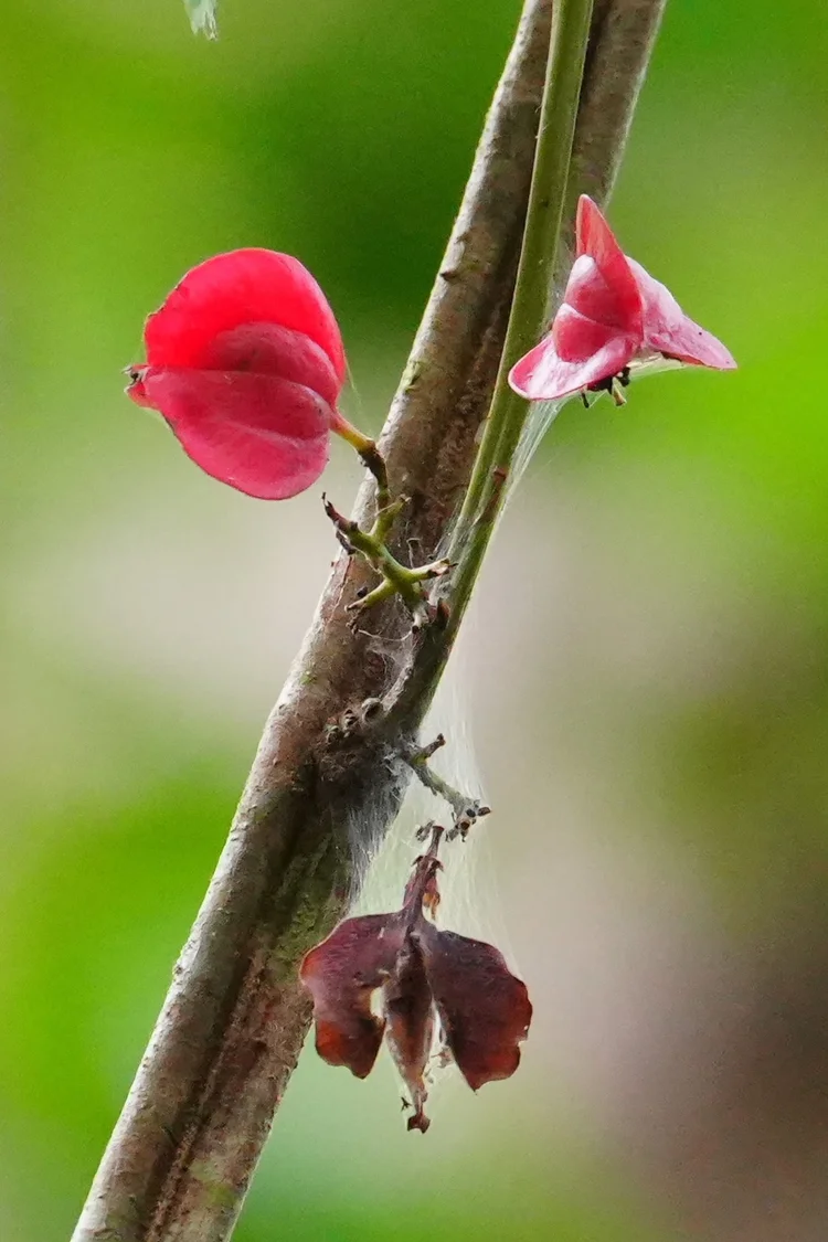 Winged pink fruits brighten a slender climber, with fine silk stretched between the stems. The plant remains unidentified.