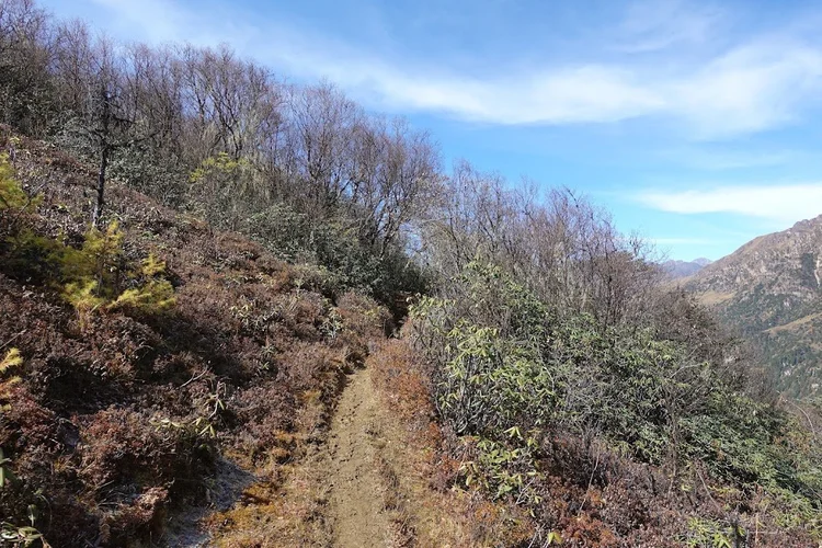 A thin path threads between green shrubs and bare autumn branches on the sixth day's climb.