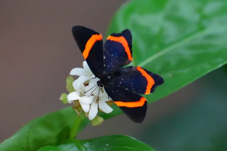 Probably a Lysippus metalmark (Riodina lysippus), reaching into small white flowers beside the Rio Negro.