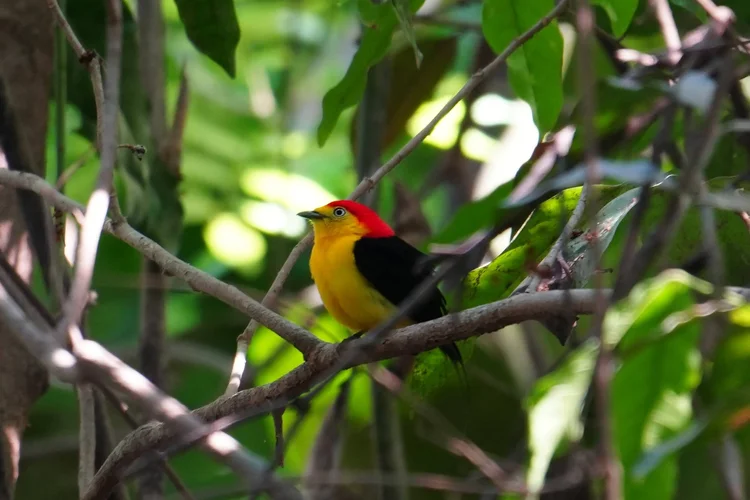 A male wire-tailed manakin (Pipra filicauda) perches in tangled branches. Slender extensions beyond the tail give the species its name.