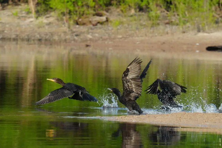 Neotropic cormorants (Nannopterum brasilianum) run across the surface as they lift into flight beside a sandy bank.