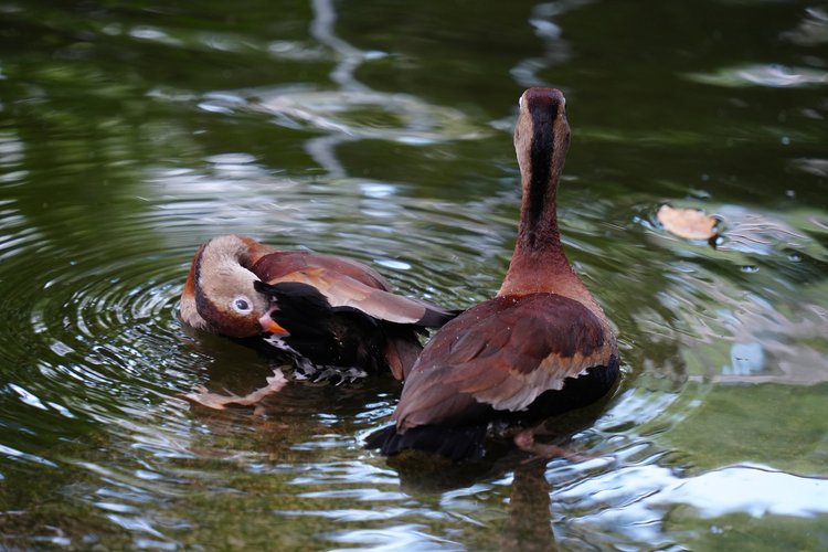Two black-bellied whistling-ducks (Dendrocygna autumnalis) float together, one turning back to tend its feathers.