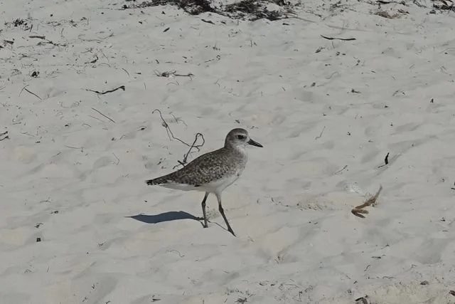 A shorebird stands on pale sand, casting a crisp shadow among strands of dried seaweed.