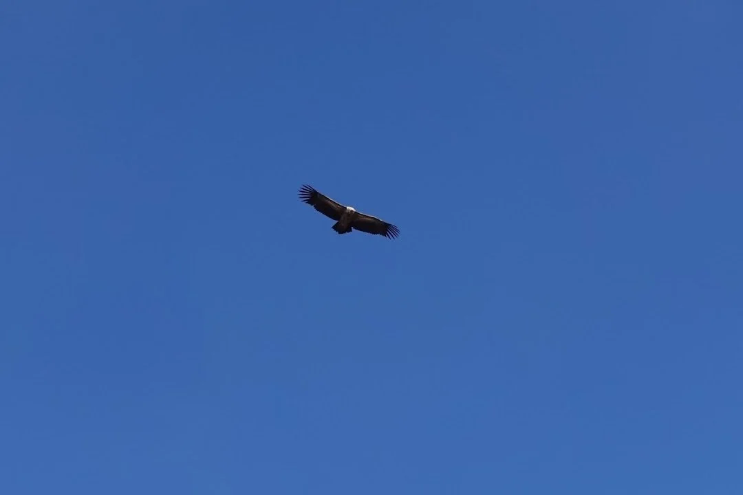 A vulture, likely a griffon (Gyps sp.), glides overhead on broad wings with widely spread flight feathers.