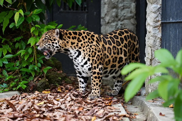 A jaguar (Panthera onca) stands among fallen leaves at the entrance to its enclosure, its rosettes distinct against the shaded background.