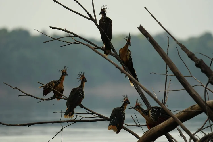 Hoatzins (Opisthocomus hoazin) gather on riverside branches. These leaf-eating birds rely on microbial fermentation in an enlarged crop.