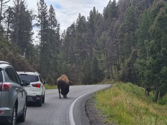 A bison walks beside a line of cars on a forest road in Yellowstone.