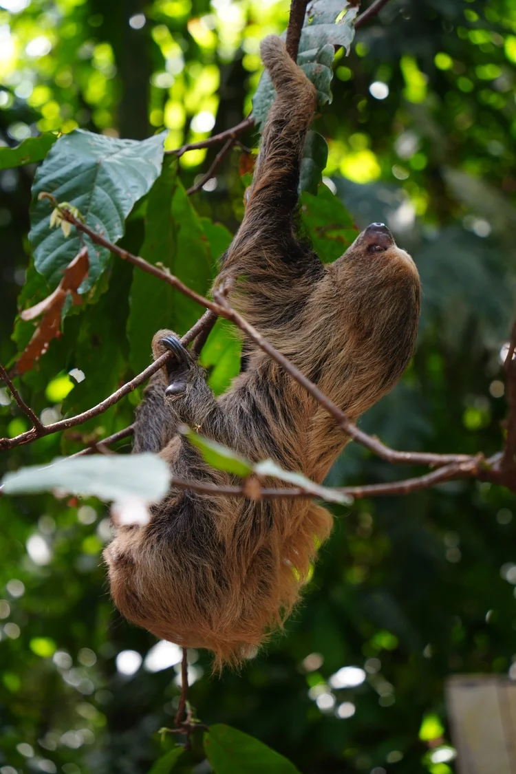A two-toed sloth (Choloepus sp.), probably C. didactylus, stretches upward through a lattice of branches.