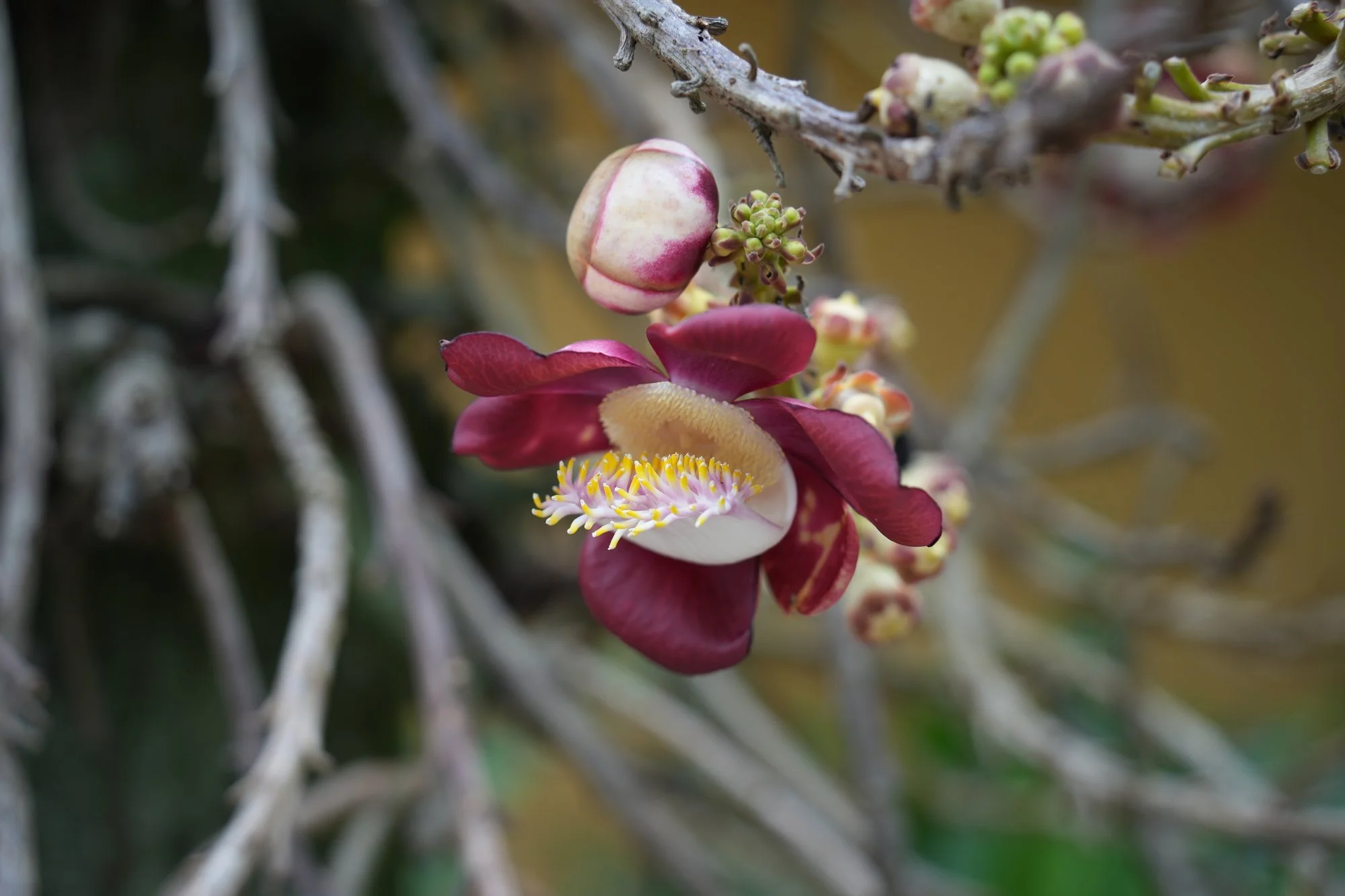A cannonball tree (Couroupita guianensis) opens a fleshy pink-red flower, its curved hood crowded with stamens.