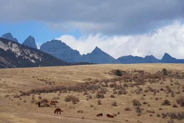 Horses (Equus caballus) graze and rest on a dry meadow below the jagged mountain ridge.