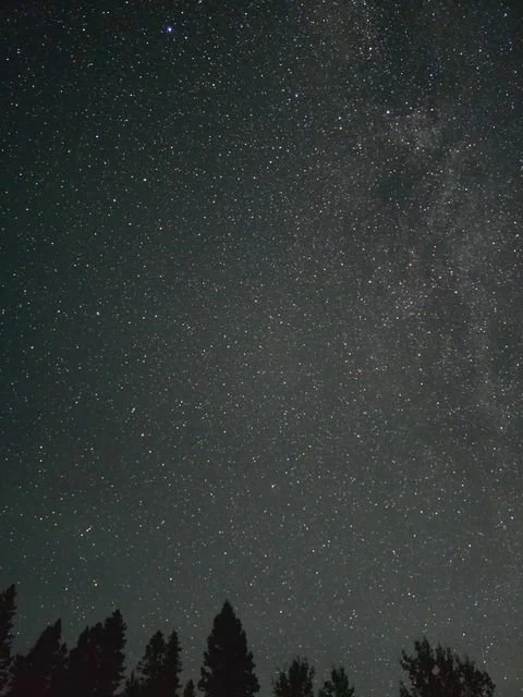 Stars fill the night sky above a dark outline of conifers.