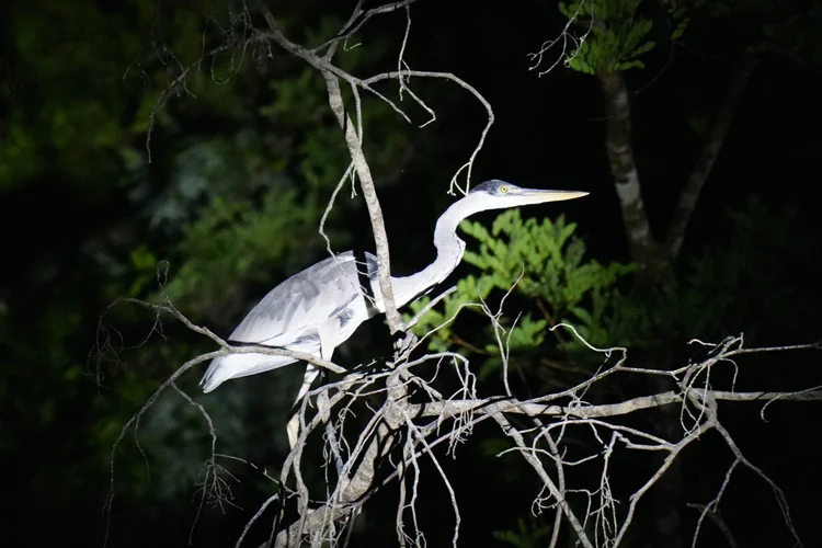 A cocoi heron (Ardea cocoi) perches among bare branches, white neck and black crown outlined against the night.
