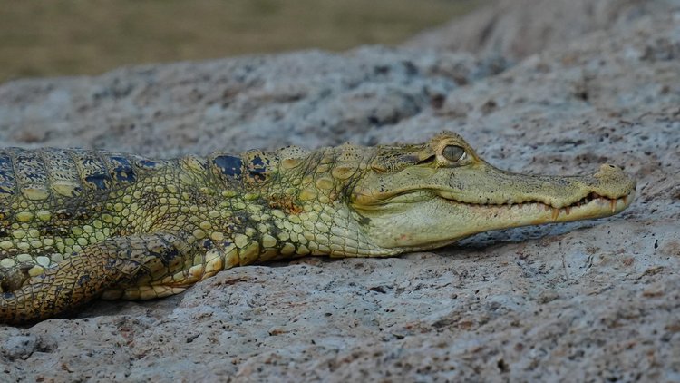 A spectacled caiman (Caiman crocodilus) rests on the bank, its raised eye and ridged scales catching the light.